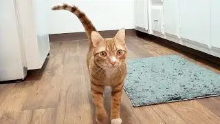 How Cats Say 