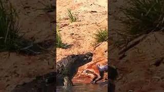 MONSTER NILE CROCODILE SWALLOWS IMPALA HEAD