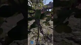 Самые незаметные кусты в игре РАСТ RUST 