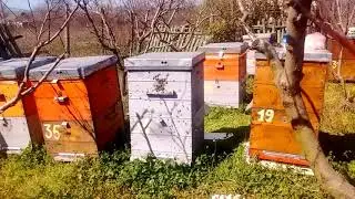 Пасека Лукиных. Облёт 07.04.20