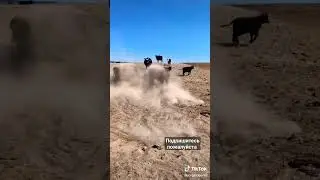 чёрный Ангус  vs. Симентал: битва за стадо каров 😅 #каровы#быки#shorts#