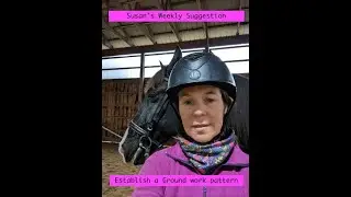 Developing Groundwork Patterns with your horse #dressagetraining #horses