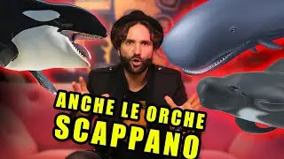 Chi mena le ORCHE tra CAPODOGLI e GLOBICEFALI?