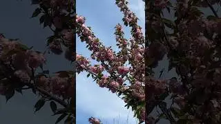 Черешневый лес #сочи