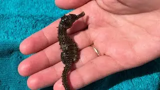 Витязева морской конёк