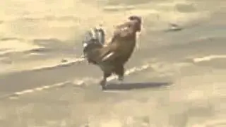 Марш петуха