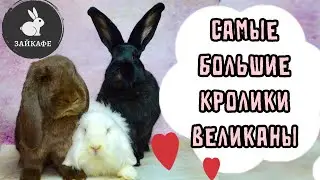 THE LARGEST RABBITS ARE GIANTS! HOW DO LARGE RABBITS LIVE IN ANTICAFES?