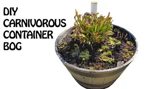 Pitcher Plants in a resin whiskey barrel