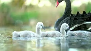 Our Local Seabrook Swans and Cygnets