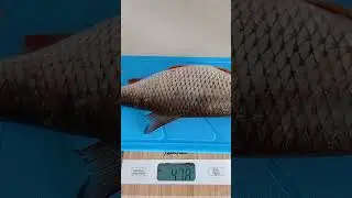 Сарожка на полкило