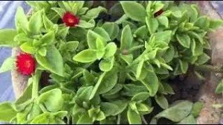 46 How to care baby sun rose plant 👭🌞🌹🍃in urdu\hindi