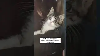Сэм слепой котенок