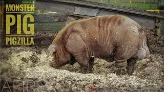 Monster Pig | Hogzilla in Wisconsin