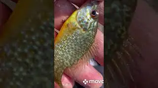 Солнечный Окунь!!!