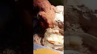 Глашины суши