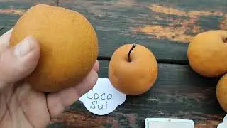 Японские груши сорта Коко Суи (Coco Sui)  и Хосуи (Hosui). Особенности выращивания
