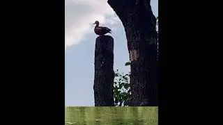 Московская природа.Moscow nature.Studio Wolf TV