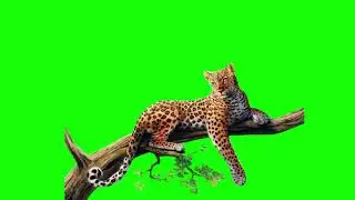 Green Screen Leopard  |  Graphics For Videos No Copyright (Free To Use)