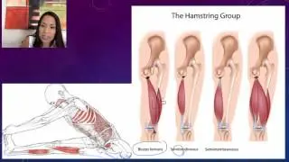 3. Hamstrings