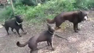 Удивительная дрессировка собак