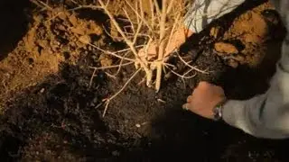 How to Plant a Pomegranate Tree : Professional Gardening Tips