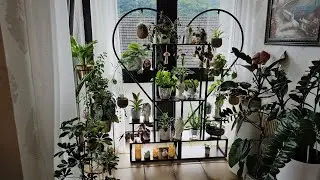 КОМНАТНЫЕ РАСТЕНИЯ ОБЗОР 