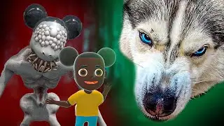 ФИНАЛЬНАЯ БИТВА с АМАНДОЙ ПУТЕШЕСТВЕННИЦЕЙ! Хаски Бандит Говорящая собака