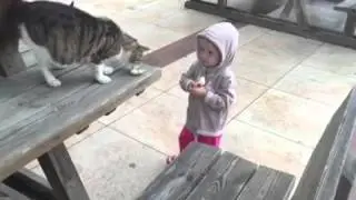Прогулянка з котом