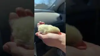 Цыплёнок вырубился 