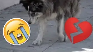 LAIKA - Yezka