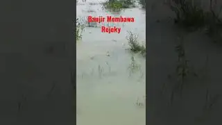 Alhamdulillah Ikannya Melimpah #shorts #ikanhias #ikankoibesar #melimpah #banjir #bersyukur