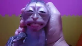 #MonkeySauce