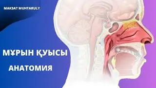 Сыртқы мұрын|Мұрын қуысы|Анатомиясы