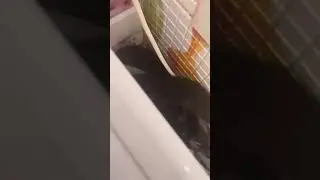 КРЫСА