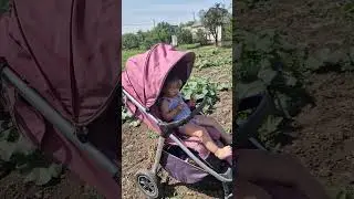 затіняемо розсаду сфткою #село #жизньвселе #село #семейныйканал #сімейнийблог#сільськийблогер