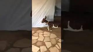O bode invadiu o barraco da minha sogra