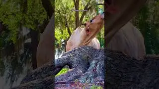 Cute Cow Does A Little Dancey Dance #cows #cowvideos #cutecow #farmanimals #animals #funnyanimals