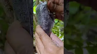 How to air layer | air layering roses | 