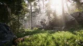 Particle Trails in Forest