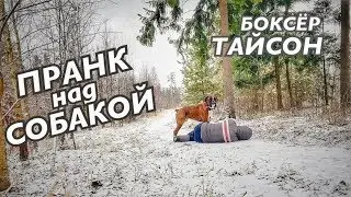 ПРАНК НАД СОБАКОЙ. РЕАКЦИЯ СОБАКИ на моё странное поведение. НЕМЕЦКИЙ БОКСЕР ТАЙСОН