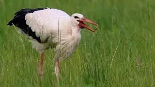 Störche im Gras 😍