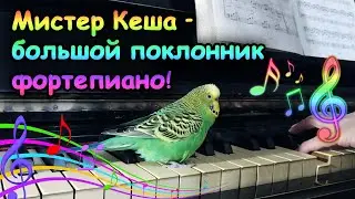 Mister Kesha is a big fan of piano🎵💓🎹