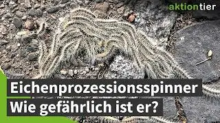 Eichenprozessionsspinner: Baumschädling mit Nebenwirkung