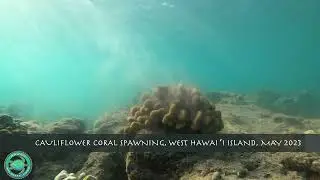 May 2023: Coral spawning in South Kohala, Hawaiʻi Island