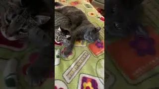 Sleepy Snuggle Cats peep Eye Me