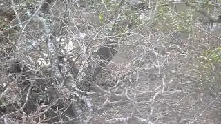 Leopard drinking