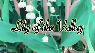 Lily of the Valley