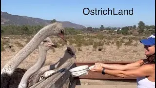 OstrichLand, USA
