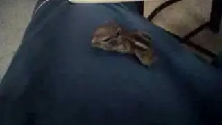 squirrel loves the warm macbook