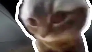 ЧИПИ ЧИПИ ЧАПА ЧАПА — ОТКУДА МЕМ?